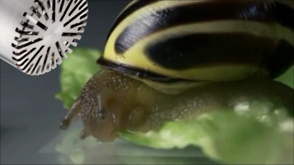 Low noise snail